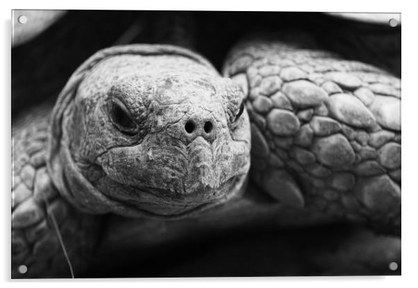 Tortoise Acrylic by Georgie Lilly