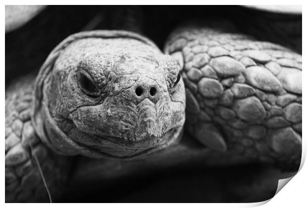 Tortoise Print by Georgie Lilly