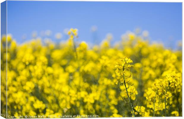 Rapeseed flowers swaying in the wind Canvas Print by Jason Wells