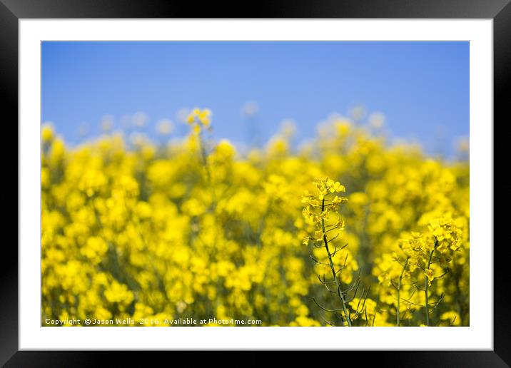 Rapeseed flowers swaying in the wind Framed Mounted Print by Jason Wells