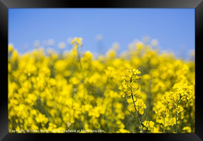 Rapeseed flowers swaying in the wind Framed Print by Jason Wells