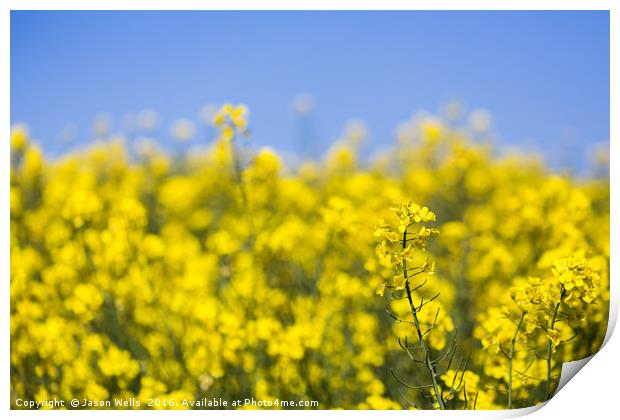 Rapeseed flowers swaying in the wind Print by Jason Wells