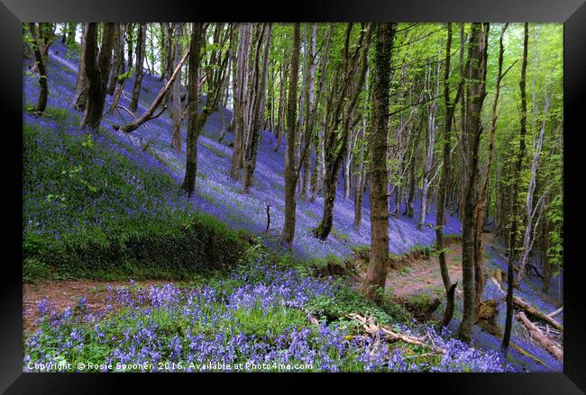 Path through the bluebell wood Framed Print by Rosie Spooner
