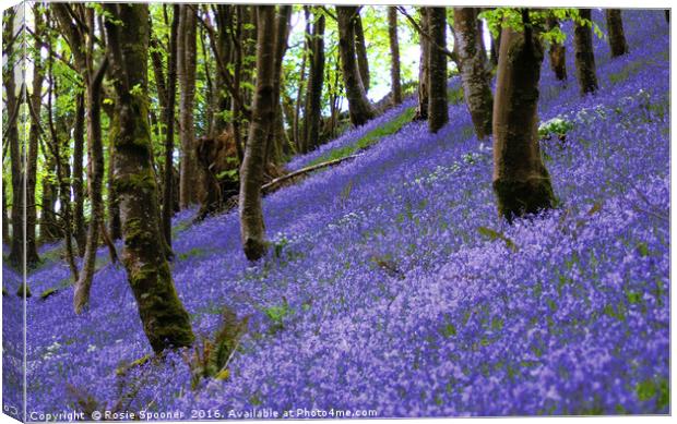 Bluebells on a hill Canvas Print by Rosie Spooner