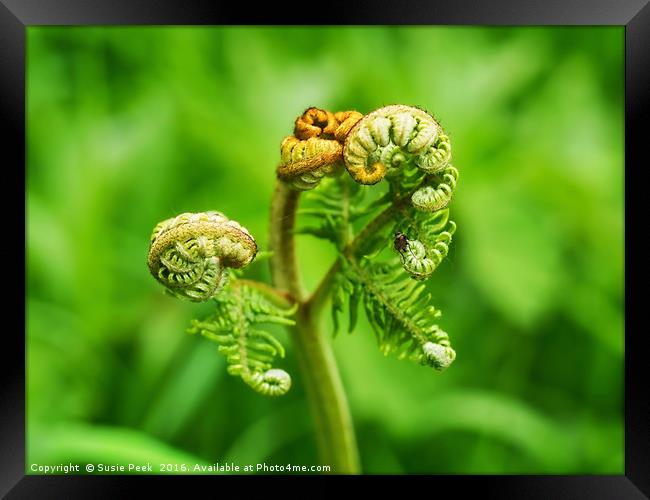 Untangling Ferns 2 Framed Print by Susie Peek