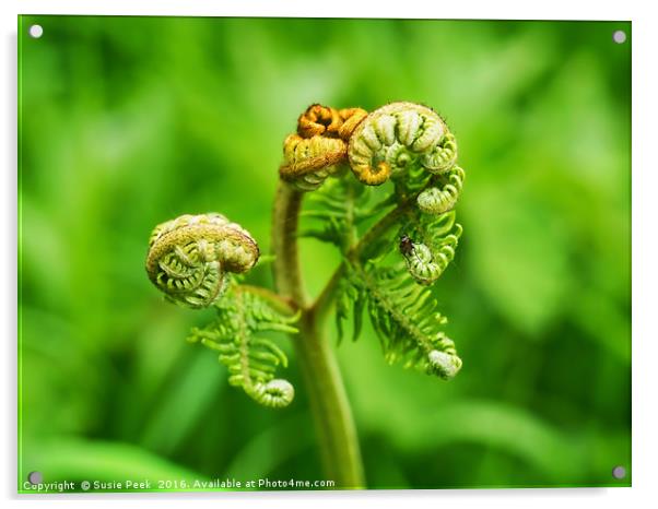 Untangling Ferns 2 Acrylic by Susie Peek