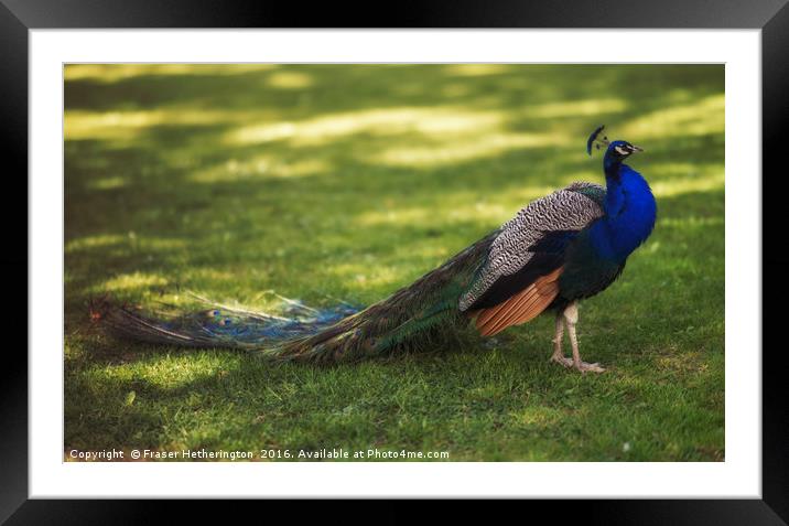 Peacock Framed Mounted Print by Fraser Hetherington