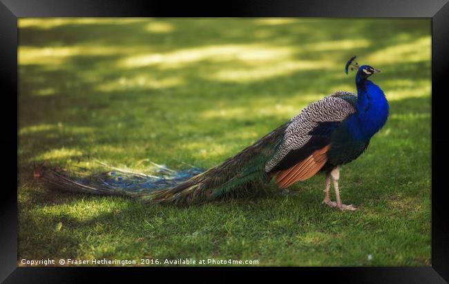Peacock Framed Print by Fraser Hetherington
