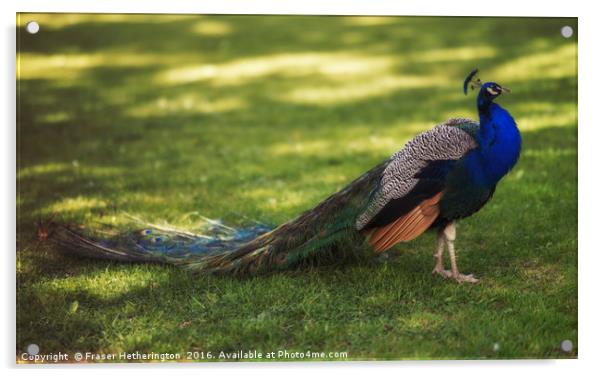 Peacock Acrylic by Fraser Hetherington
