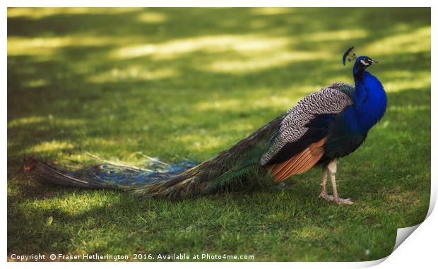 Peacock Print by Fraser Hetherington