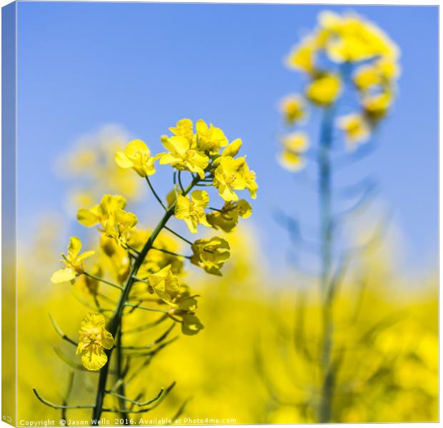 Square crop of rapeseed flowers Canvas Print by Jason Wells