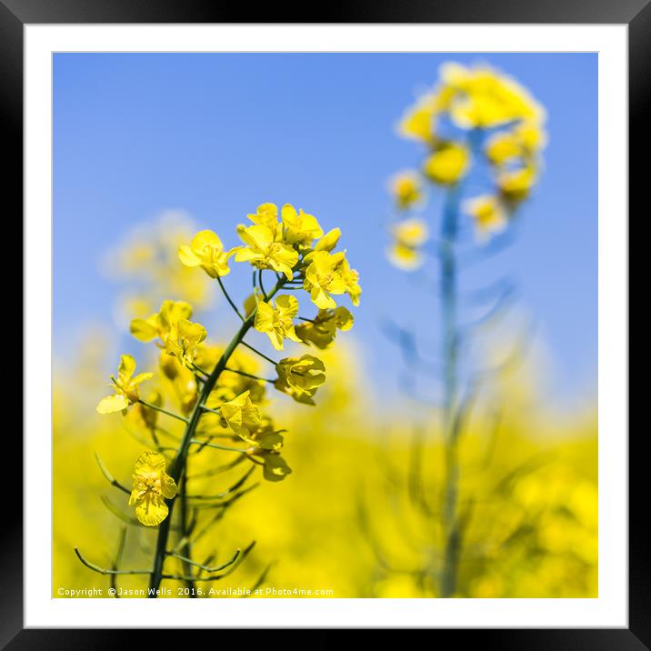 Square crop of rapeseed flowers Framed Mounted Print by Jason Wells
