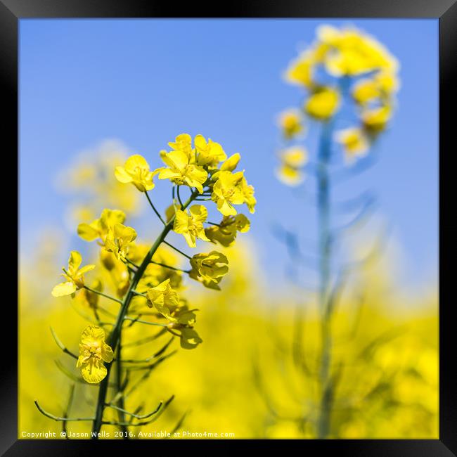 Square crop of rapeseed flowers Framed Print by Jason Wells