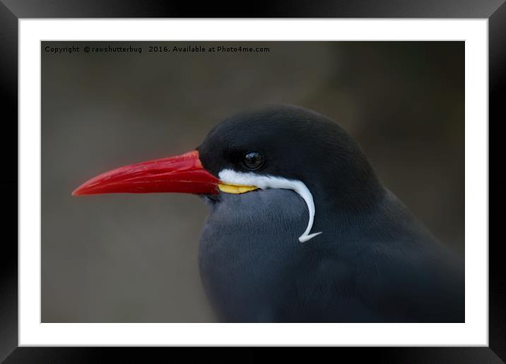 Inca Tern Sea Bird Profile Framed Mounted Print by rawshutterbug 