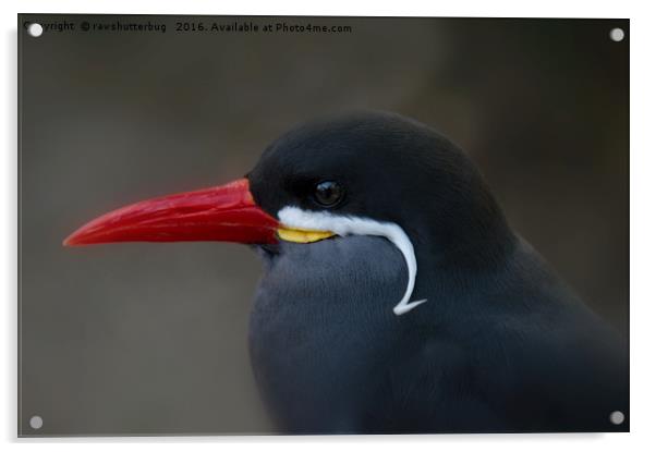 Inca Tern Sea Bird Profile Acrylic by rawshutterbug 