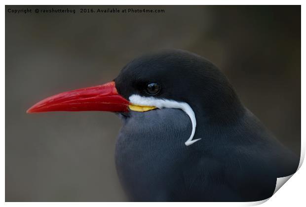 Inca Tern Sea Bird Profile Print by rawshutterbug 