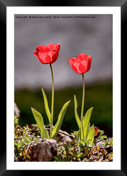Tulips Framed Mounted Print by Sebastien Coell