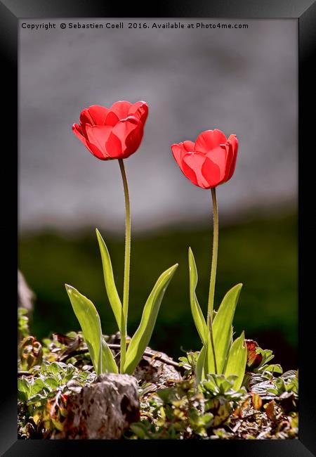 Tulips Framed Print by Sebastien Coell