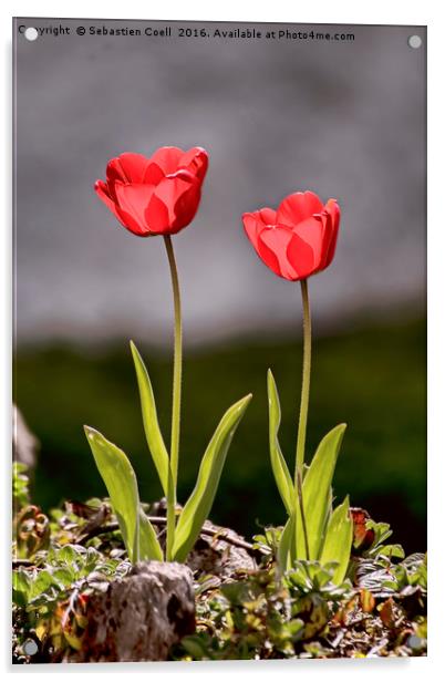 Tulips Acrylic by Sebastien Coell
