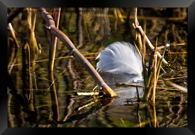 Discarded Swan feather Framed Print by Jim Jones