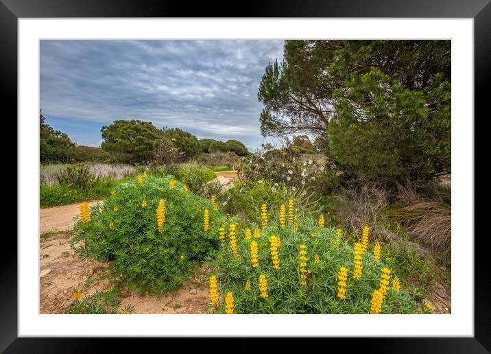 Wild Lupins Framed Mounted Print by Wight Landscapes