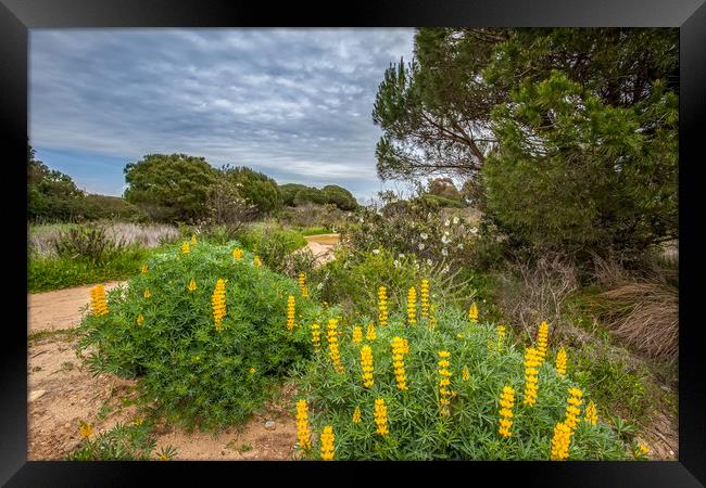 Wild Lupins Framed Print by Wight Landscapes