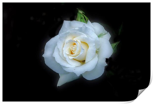 White Rose Print by Karen Martin