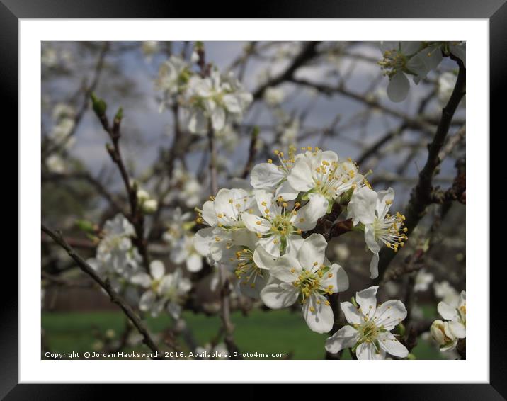 Apple Blossom on a tree  Framed Mounted Print by Jordan Hawksworth