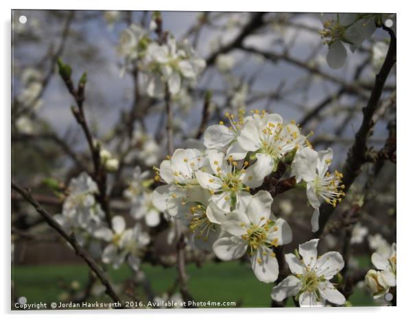 Apple Blossom on a tree  Acrylic by Jordan Hawksworth