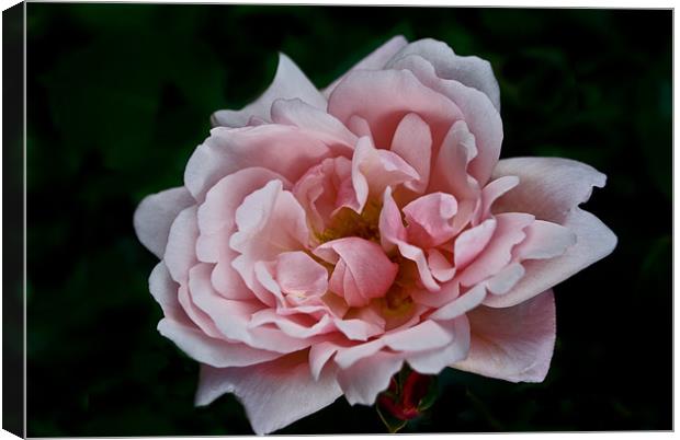 Open Pink Rose Canvas Print by Karen Martin