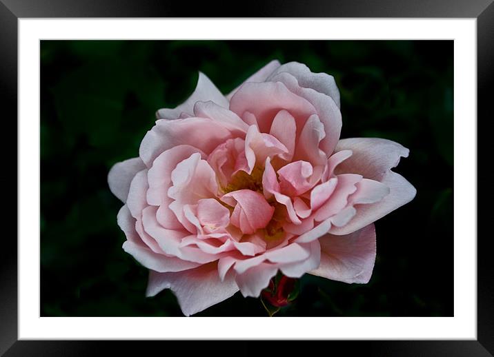Open Pink Rose Framed Mounted Print by Karen Martin