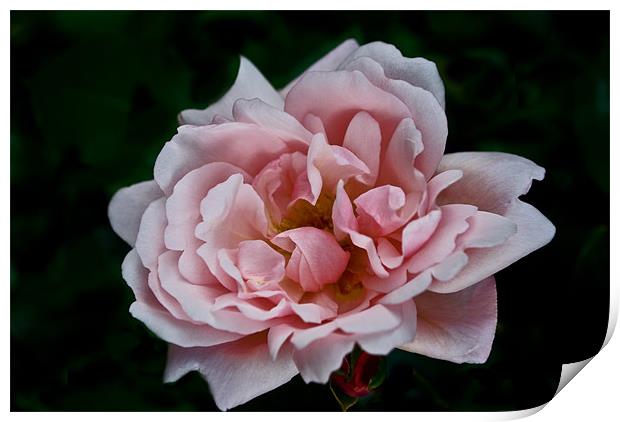 Open Pink Rose Print by Karen Martin