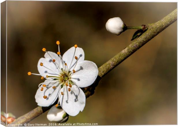 May Blossom taken at Maulden Woods, Bedfordshire Canvas Print by Gary Norman