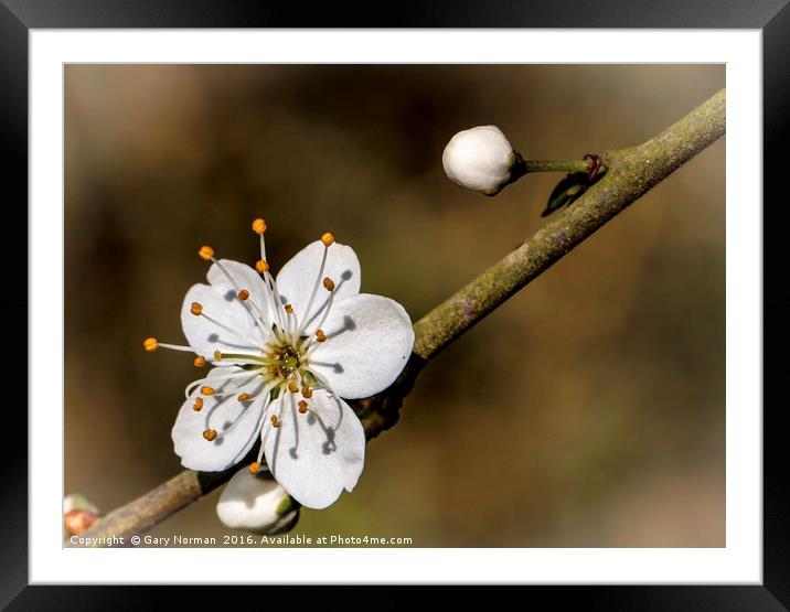 May Blossom taken at Maulden Woods, Bedfordshire Framed Mounted Print by Gary Norman