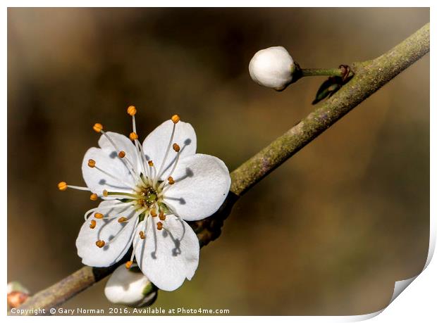 May Blossom taken at Maulden Woods, Bedfordshire Print by Gary Norman