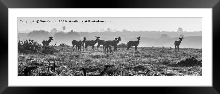 New Forest Deer Framed Mounted Print by Sue Knight
