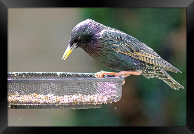 Starling Feeding Framed Print by Tony Murtagh