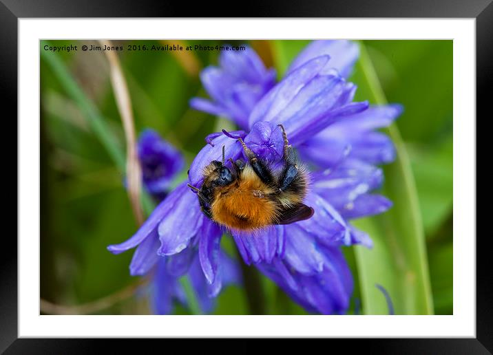 Bumblebee and Bluebells Framed Mounted Print by Jim Jones