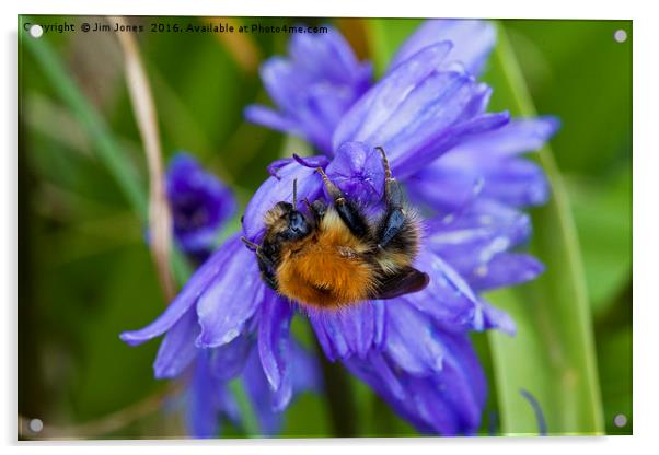 Bumblebee and Bluebells Acrylic by Jim Jones