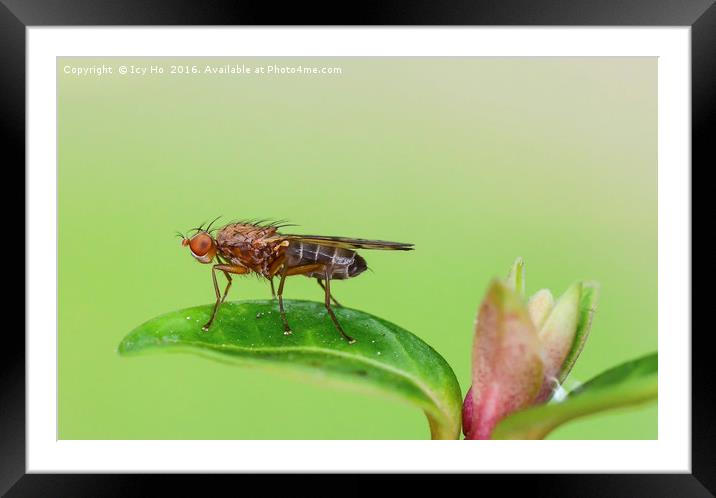 Fly is relaxing on a flower Framed Mounted Print by Icy Ho