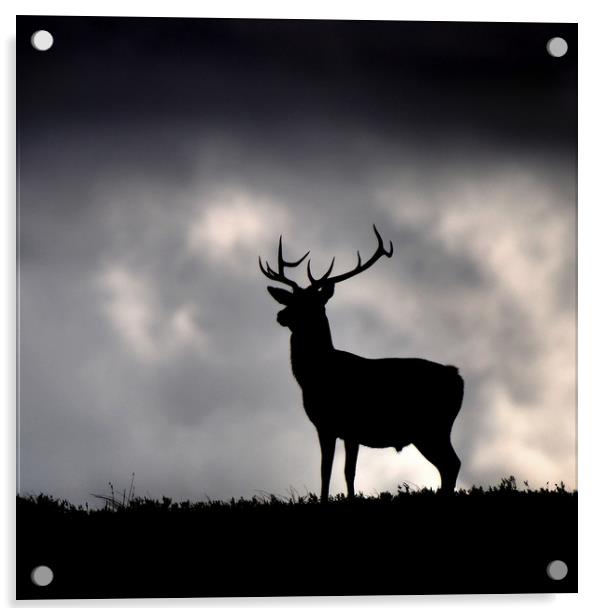  Stag silhouette Acrylic by Macrae Images