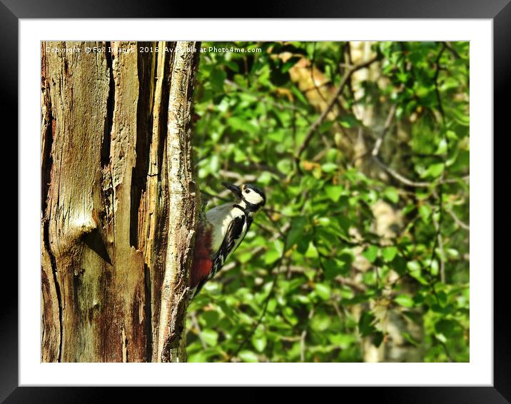 Great Spotted Woodpecker Framed Mounted Print by Derrick Fox Lomax