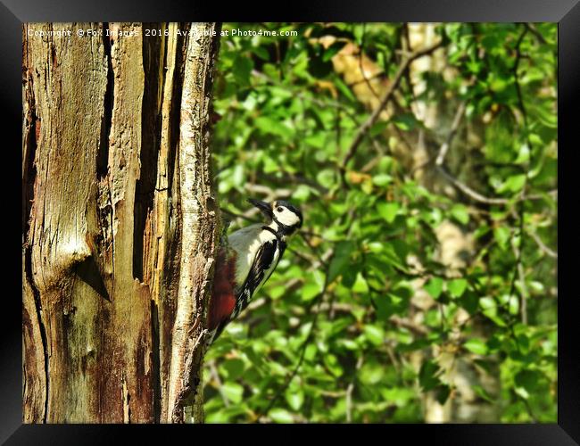 Great Spotted Woodpecker Framed Print by Derrick Fox Lomax