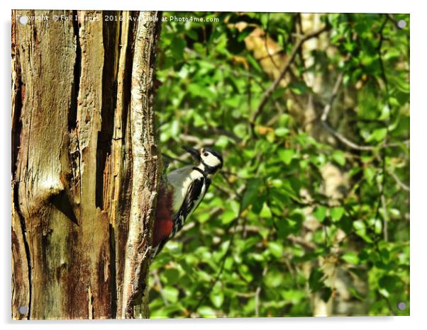 Great Spotted Woodpecker Acrylic by Derrick Fox Lomax
