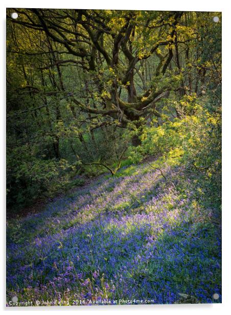 Bluebell Wood Acrylic by John Ealing