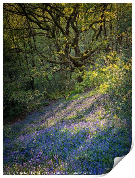 Bluebell Wood Print by John Ealing