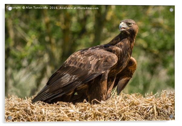 Golden Eagle Acrylic by Alan Tunnicliffe