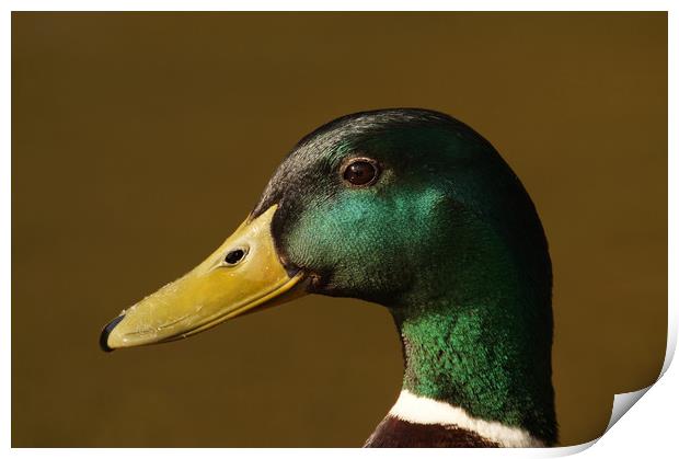 Ducks head Print by Mark Walsh