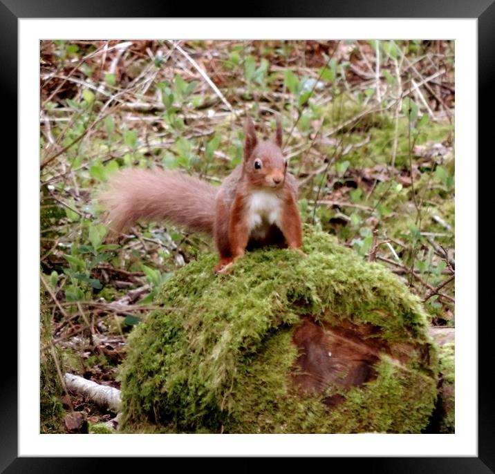 Red Squirrel           Framed Mounted Print by Andy Smith