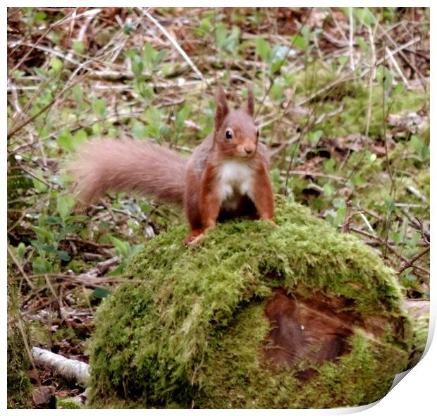 Red Squirrel           Print by Andy Smith